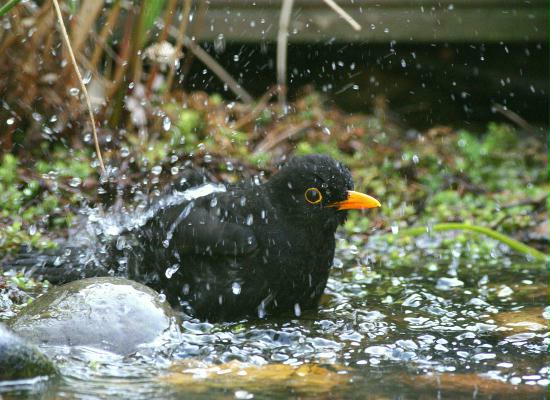 Blackbird <i>Turdus merula</i>