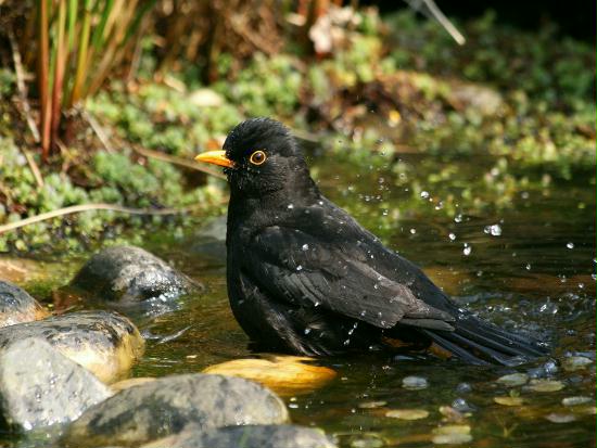 Blackbird <i>Turdus merula</i>