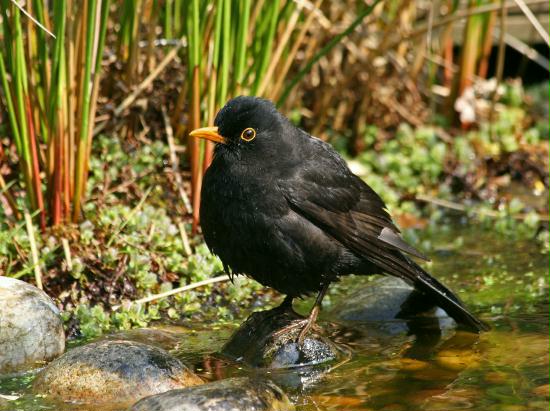 Blackbird <i>Turdus merula</i>