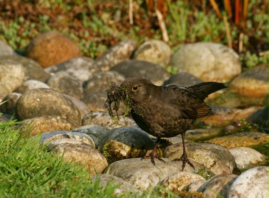 Blackbird <i>Turdus merula</i>