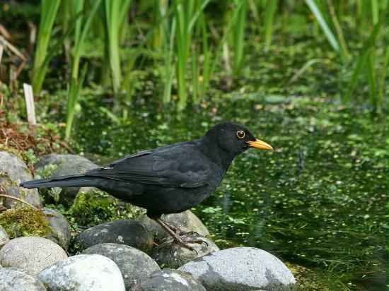 Blackbird <i>Turdus merula</i>