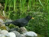 Blackbird