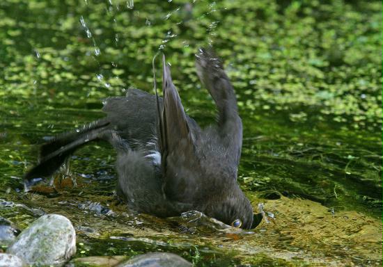 Blackbird <i>Turdus merula</i>