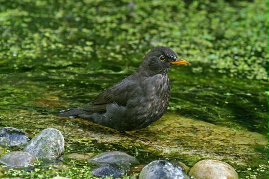 Blackbird <i>Turdus merula</i>