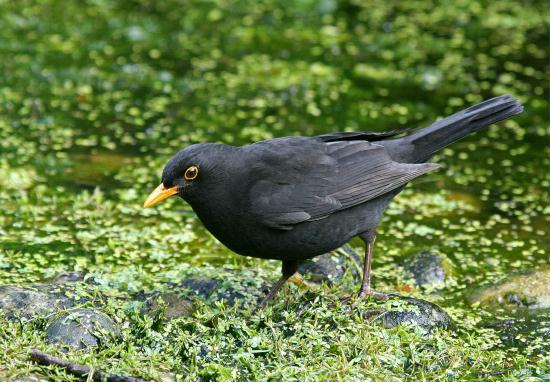 Blackbird <i>Turdus merula</i>