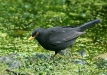 Blackbird