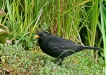Blackbird