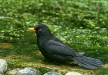 Blackbird