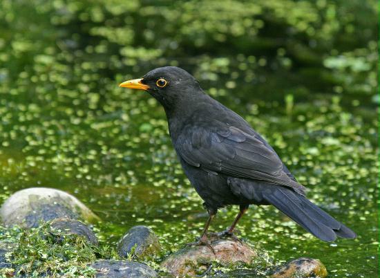 Blackbird <i>Turdus merula</i>