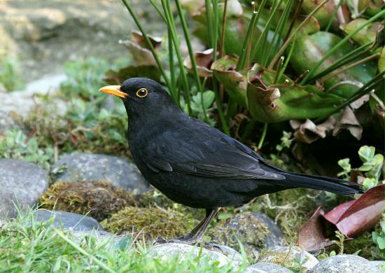 Blackbird <i>Turdus merula</i>
