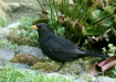 Blackbird