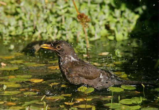 Blackbird <i>Turdus merula</i>