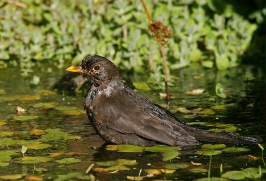 Blackbird <i>Turdus merula</i>