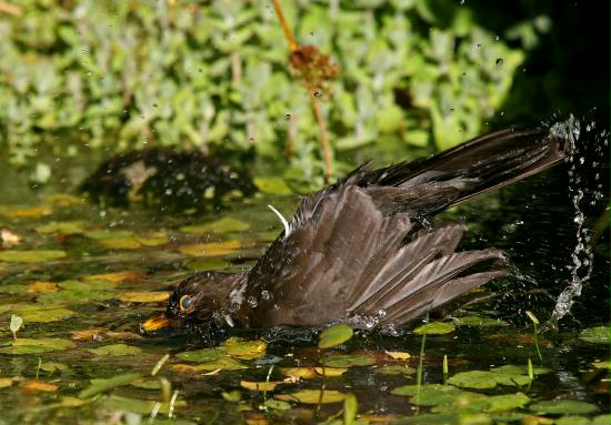 Blackbird <i>Turdus merula</i>