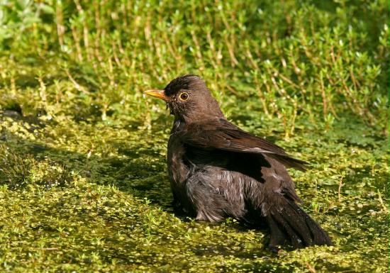 Blackbird <i>Turdus merula</i>