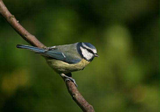 Blue Tit <i>Cyanistes caeruleus</i>