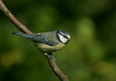 Blue Tit