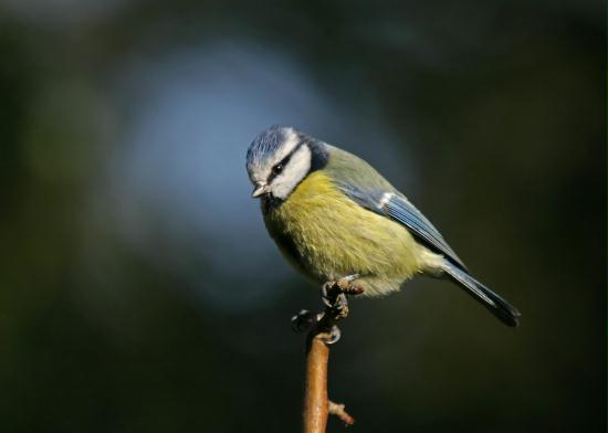 Blue Tit <i>Cyanistes caeruleus</i>