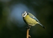 blue_tit-02