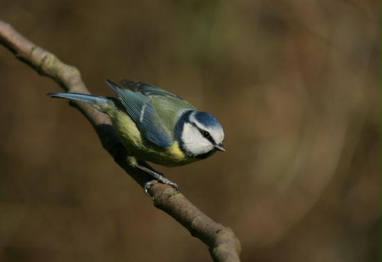 Blue Tit <i>Cyanistes caeruleus</i>