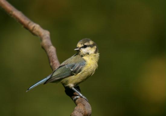 Blue Tit <i>Cyanistes caeruleus</i>