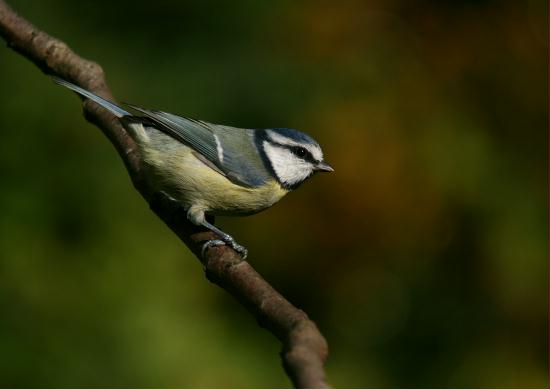 Blue Tit <i>Cyanistes caeruleus</i>