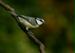blue_tit-05