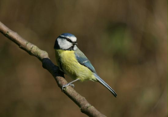 Blue Tit <i>Cyanistes caeruleus</i>