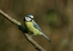 blue_tit-06