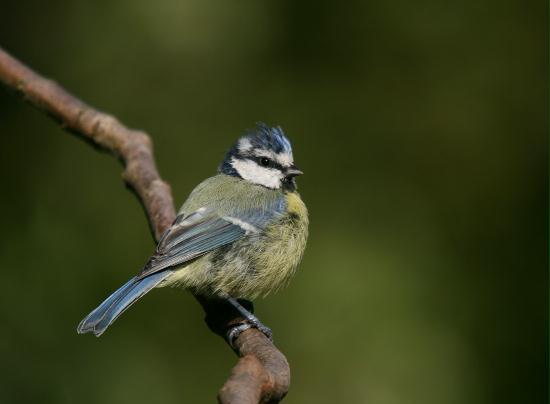 Blue Tit <i>Cyanistes caeruleus</i>