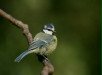 blue_tit-07