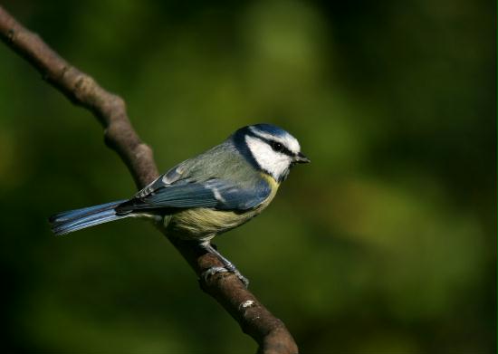 Blue Tit <i>Cyanistes caeruleus</i>