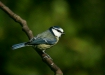 blue_tit-08