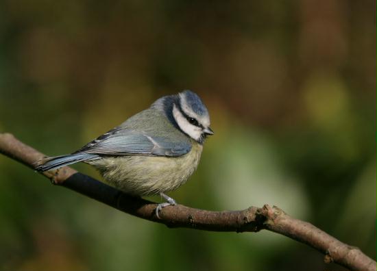 Blue Tit <i>Cyanistes caeruleus</i>
