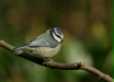 blue_tit-09