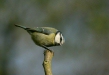 blue_tit-10