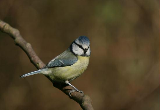 Blue Tit <i>Cyanistes caeruleus</i>