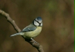 blue_tit-11