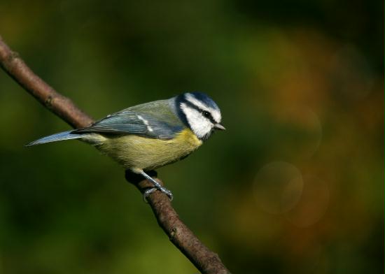 Blue Tit <i>Cyanistes caeruleus</i>