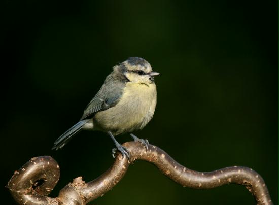 Blue Tit <i>Cyanistes caeruleus</i>