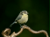 blue_tit-13