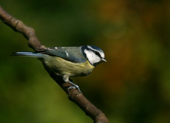Blue Tit <i>Cyanistes caeruleus</i>