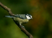 blue_tit-14