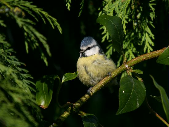 Blue Tit <i>Cyanistes caeruleus</i>