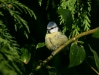 blue_tit-15