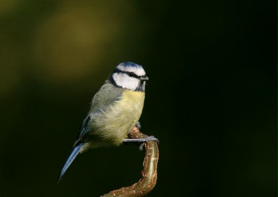 Blue Tit <i>Cyanistes caeruleus</i>