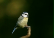 blue_tit-16