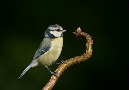 Blue Tit <i>Cyanistes caeruleus</i>