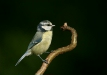blue_tit-17