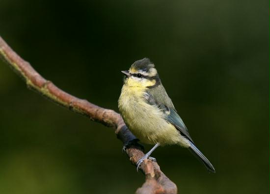Blue Tit <i>Cyanistes caeruleus</i>